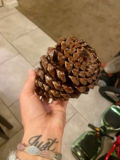 A pine cone that has been washed and then baked in the oven to melt the sap and give it a nice glaze that is perfect for crafting. Preserved pine cone.