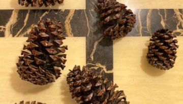 PIne-cones-on-end-table-laying-down