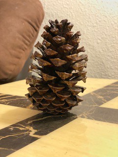 Cleaned and prepared pine cone. Washed to remove dirt and sap and baked in the oven to open up and kill all the bugs. The sap melts in the oven to leave a nice.