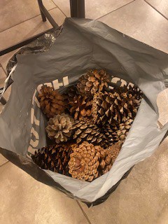 Pine cones collected in nature filled with dust, dirt, debris, mold, bugs and insects