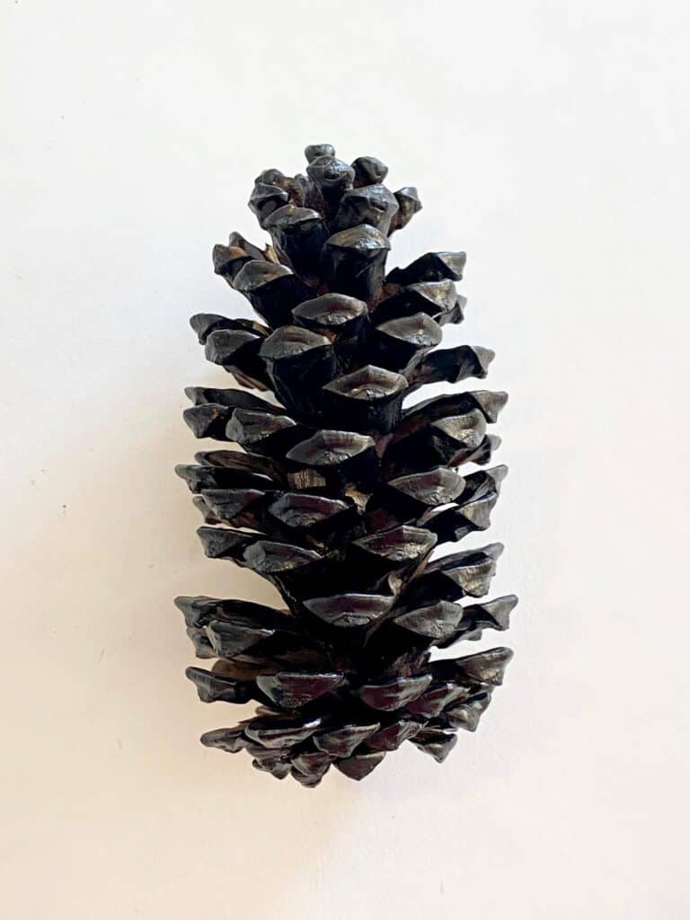 Paint the whole Pine Cone Black