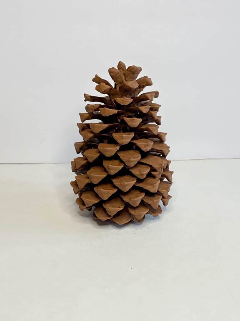 Pine cone painted brown.