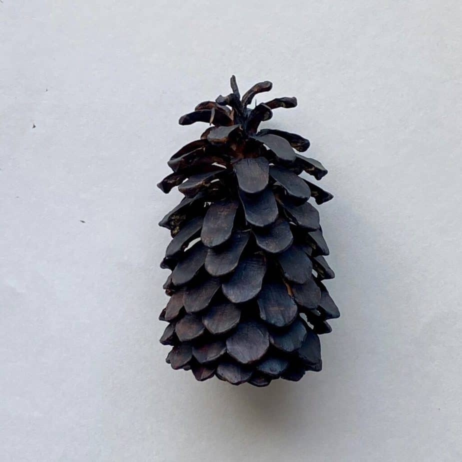 Large pine cone painted black.